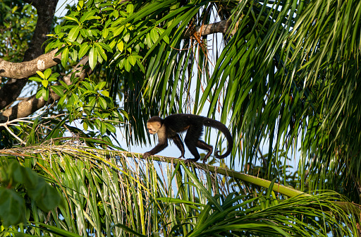 Two cheeky white-faced capuchin monkey (Cebus imitator) waiting for tourists to steal them something in the Manuel Antonio National Park, Costa Rica