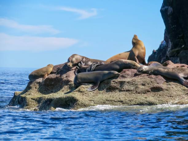 istock The Sunbathing Sea Lions 1474914359
