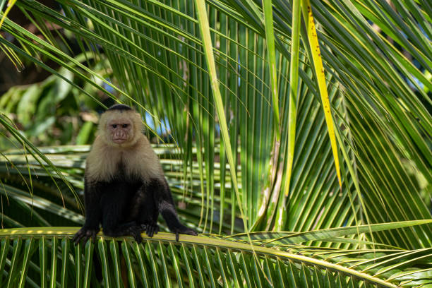 코스타리카 태평양 연안의 마누엘 안토니오 국립공원의 야생 카푸친 원숭이 - 꼬리감는원숭이 뉴스 사진 이미지