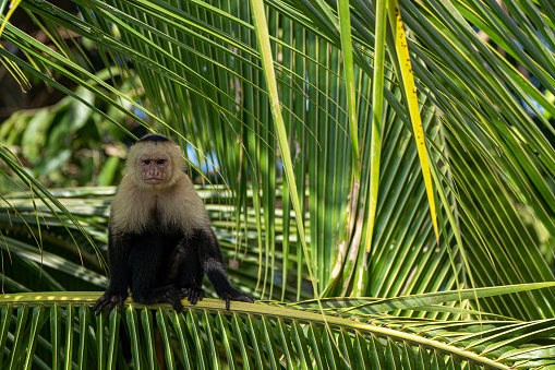 Wild white-faced capuchin monkey in Manuel Antonio National Park on the Pacific Coast of Costa Rica