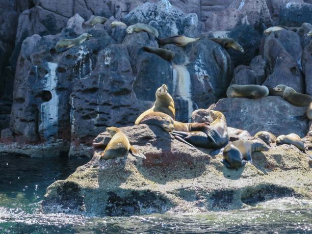 istock The Sea Lion Colony 1474914446