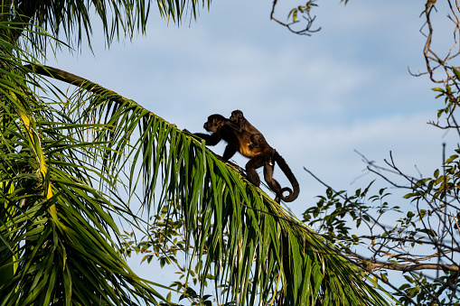 Wild mother and baby howler monkey in Manuel Antonio National Park on the Pacific Coast of Costa Rica