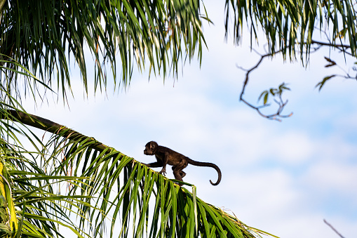 27 February 2016 Geoffrey's spider monkey (Ateles Geoffrey - Geoffroy's spider monkey, also known as the black-handed spider monkey, is a species of spider monkey, from Central America.