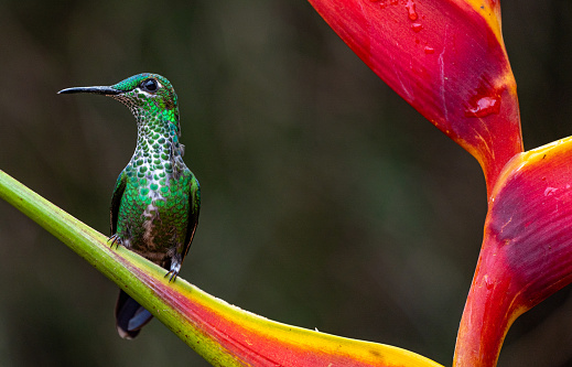 Beautiful wild hummingbird in the central cloud forests of Costa Rica near San Jose and Poas Volcano in Central America.