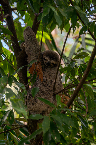 Wild Three-Toed Sloth baby in Manuel Antonio National Park on the Pacific Coast of Costa Rica