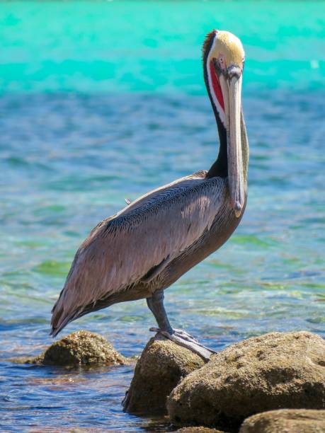 istock Pelican on the Beach 1474915322