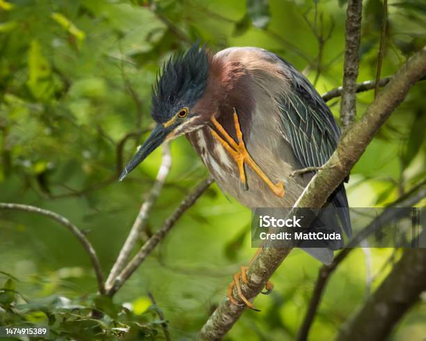 Green Heron Scratching Stock Photo - Download Image Now - Anger, Beauty, Bird