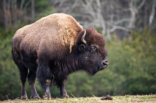 A bison pausing along a small ridge.