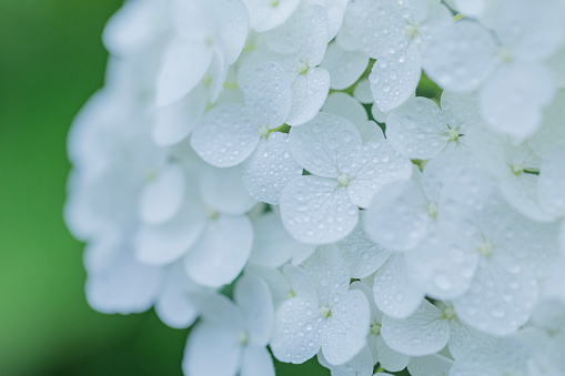 Close Up Of White Hydrangea Flower On Rainy day