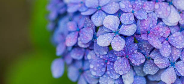 Fiori di ortensia con gocce d'acqua - foto stock