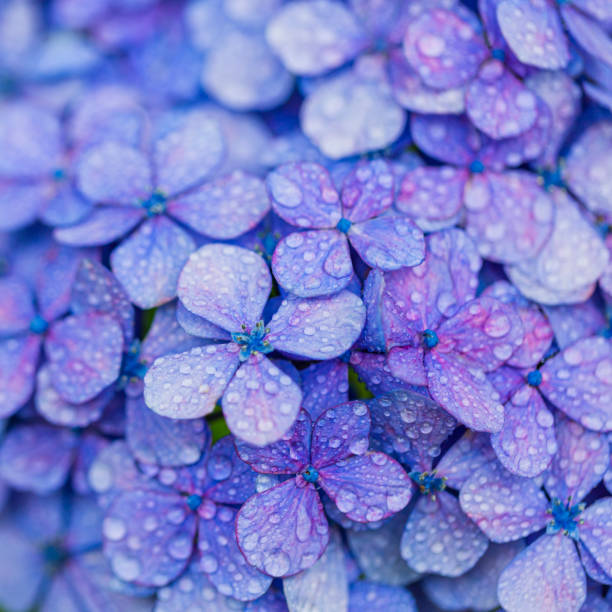 Fiori di ortensia viola con gocce d'acqua - foto stock