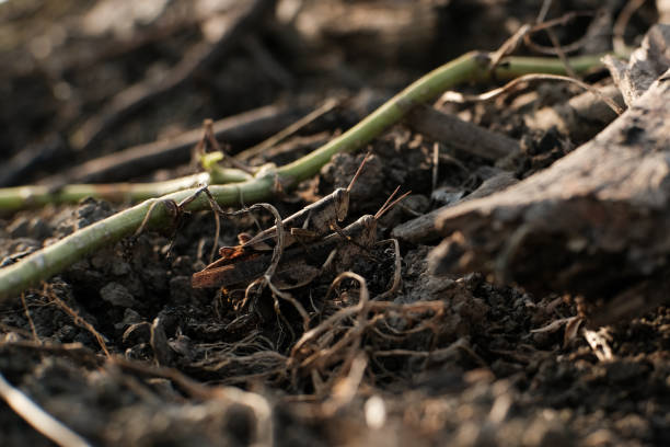 istock Grasshopper disguise on soil while doing mating, breeds sexually. 1474916503