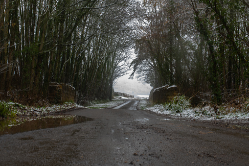 Snowy woodland scene in Somerset.