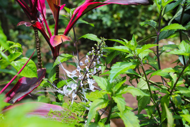 Orthosiphon aristatus in the garden Close-up view of Orthosiphon aristatus in the garden. Commonly known as cat's whiskers or Java tea, This plant is one of the native Indonesian medicinal plants. orthosiphon aristatus stock pictures, royalty-free photos & images