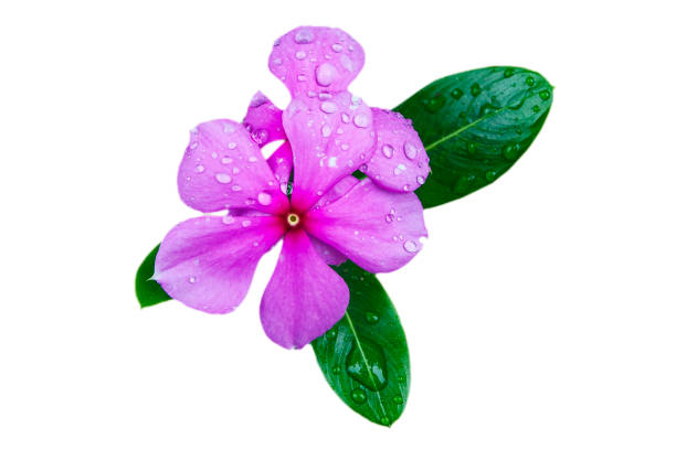 Beautiful Pink Flower with Raindrops Surrounded by Green Leaves in a Natural Garden Setting.