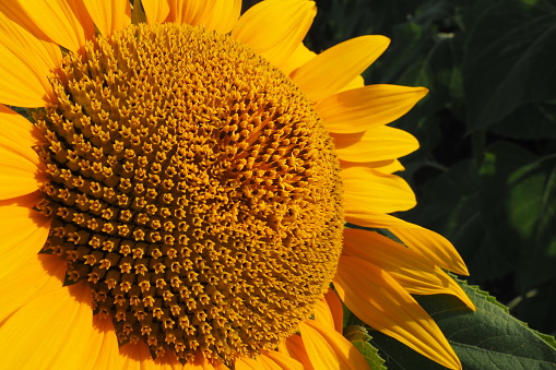 The Helianthus sunflower is a genus of plants in the Asteraceae family. Annual sunflower and tuberous sunflower. Agricultural field. Blooming bud with yellow petals. Furry leaves. Serbia agriculture.