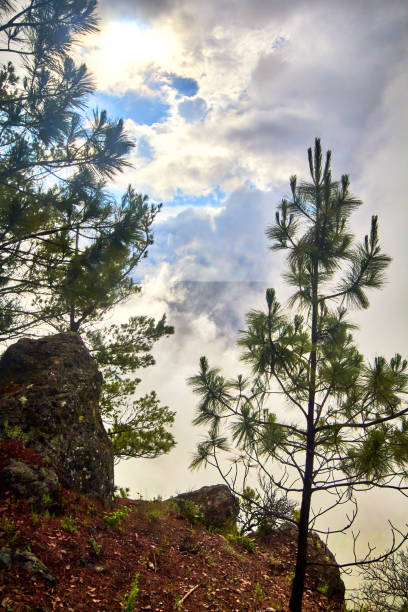 Bosque con neblina y nubes cubriendo el paisaje, pinos y cielo detras de las nubes, sierra madre occidental de mexiquillo durango