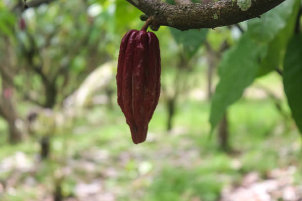 istock cacao plant (Theobroma cacao) 1474921215