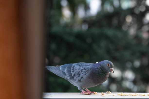 istock Pigeon chilling on a balcony 1474922333