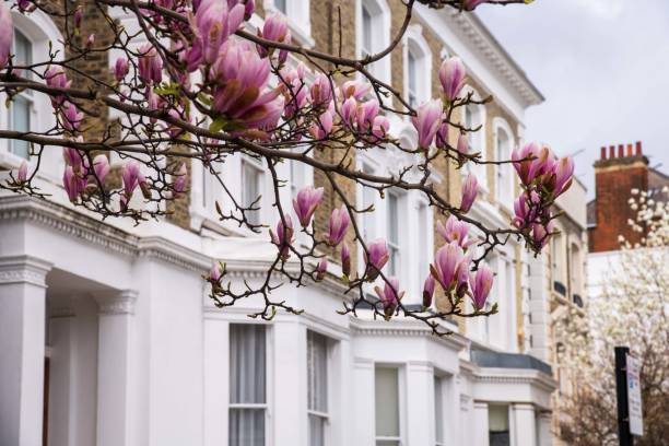 istock Pink magnolia in Kensington streets 1474922338