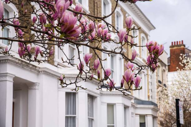Pink magnolia in Kensington streets Pink magnolia in Kensington streets house uk row house london england stock pictures, royalty-free photos & images