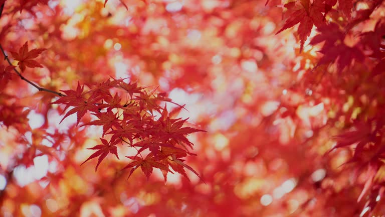 Autumn maple leaves in Japan