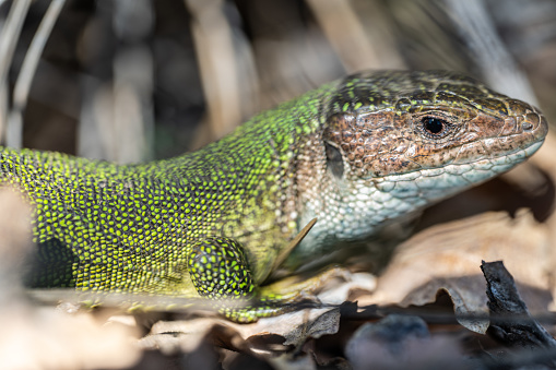 European male green lizard looking straight into the camera