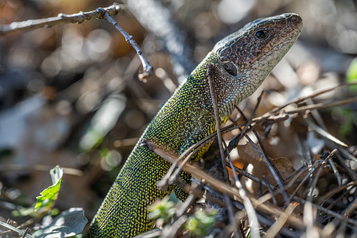 European male green lizard coming out of his home