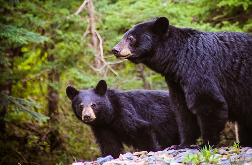 The American black bear (Ursus americanus) is a medium-sized bear endemic to North America. It is the continent's smallest and most widely distributed bear species. American black bears are omnivores, with their diets varying greatly depending on season and location.