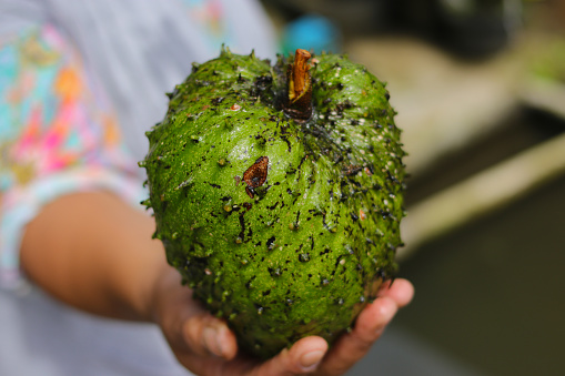 An Asian mid-aged woman holding a Raw Soursop (also called graviola, guyabano, and in Hispanic America, guanábana) in the backyard.
