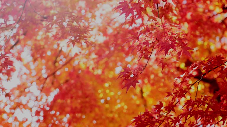 Autumn maple leaves with light flare