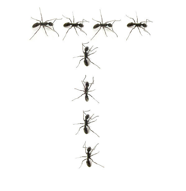 istock alphabet letters spelled by ant in line 147492339