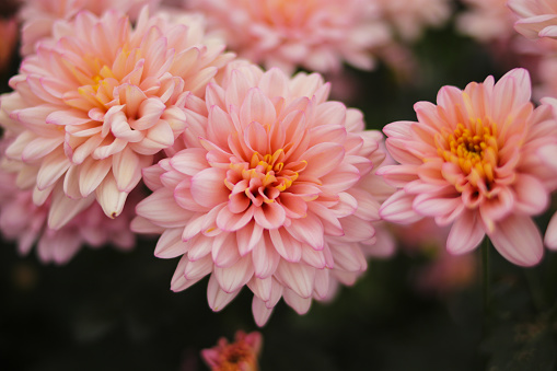 Beautiful pink Chrysanthemum flowers in full bloom in Indonesia greenhouse are ready to harvest by Indonesia local farmers.