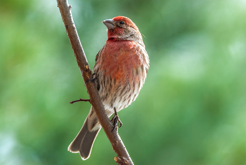 The House Finch (Haemorhous mexicanus) is a year-round resident of North America and the Hawaiian Islands.  Male coloration varies in intensity with availability of the berries and fruits in its diet.  As a result, the colors range from pale straw-yellow through bright orange to deep red. Adult females have brown upperparts and streaked underparts.  This male finch was photographed at Walnut Canyon Lakes in Flagstaff, Arizona, USA.