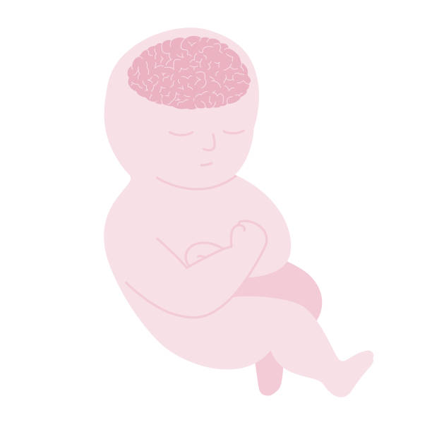 Isolated of newborn with brain. Isolated of newborn with brain. isolated on whie stock illustrations