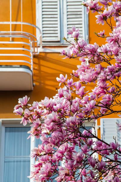 istock beautiful flowers blossom in spring background 1474928137