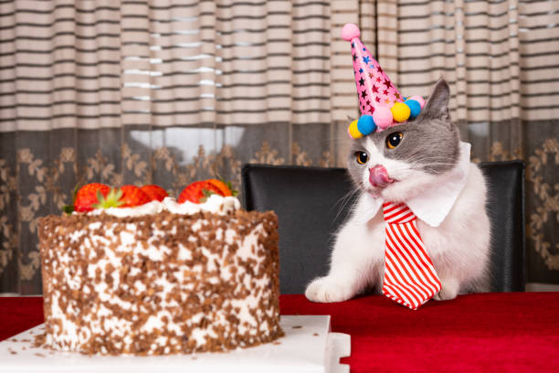 istock cute british shorthair cat celebrating her birthday horizontal composition 1474930209