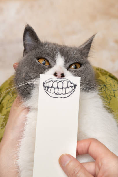 istock cat with hand drawn sketch of smiling mouth and teeth 1474930921