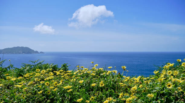 Springtime landscape by the sea with blossoming yellow flowers Springtime landscape by the sea with blossoming cape dandelion yellow flowers arctotheca calendula stock pictures, royalty-free photos & images