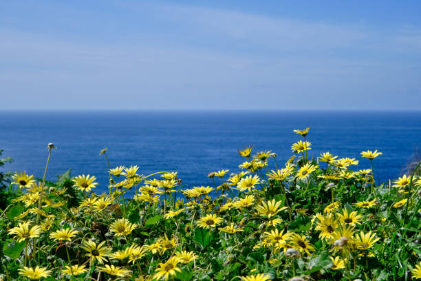 Springtime landscape by the sea with blossoming yellow flowers Springtime landscape by the sea with blossoming cape dandelion yellow flowers arctotheca calendula stock pictures, royalty-free photos & images