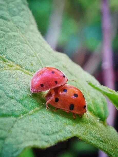 istock Selective focus of ladybugs mating in the garden with blurry background 1474931235