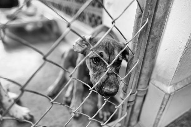 Dog Adoption Rescue Animal Abuse Shelter A Rescue Dog At An Animal Shelter Is Looking Through The Fence Black And White sad dog shelter stock pictures, royalty-free photos & images