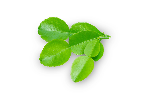 Kaffir lime leafs isolated on white background.With clipping path.