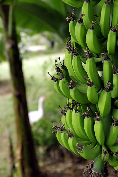 Cacho de bananas na natureza - foto de acervo