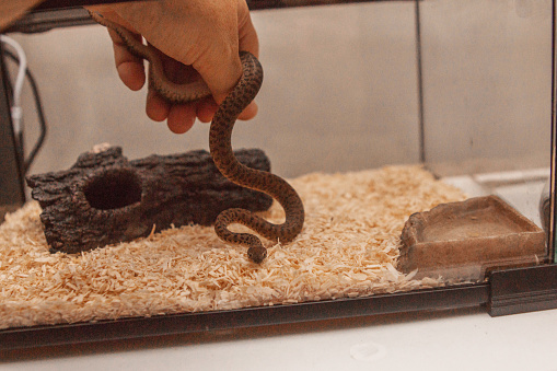 A children’s python hatchling being placed back in its enclosure