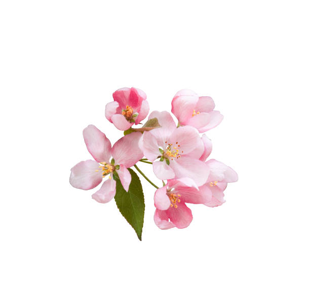istock Pink spring blossom flowers isolated cutout 1474937437