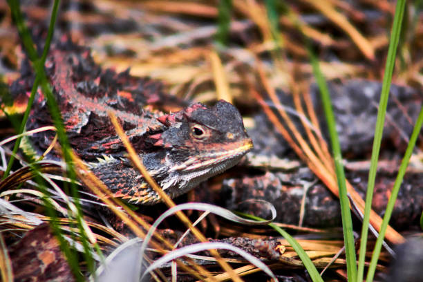 istock Mexican horned lizard phrynosoma orbiculare in mexiquillo durango forest 1474938238