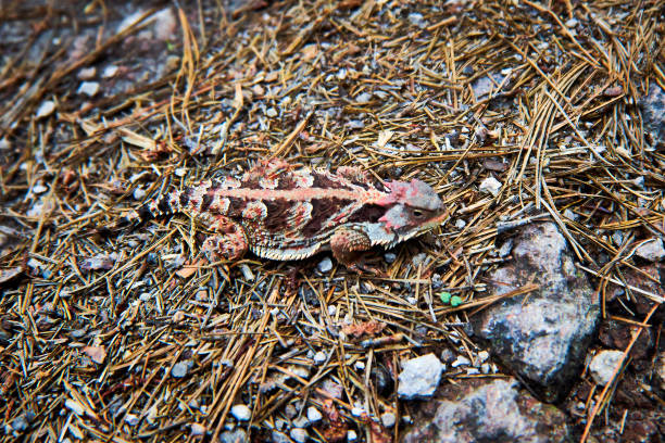 istock Mexican horned lizard phrynosoma orbiculare in mexiquillo durango forest 1474938459