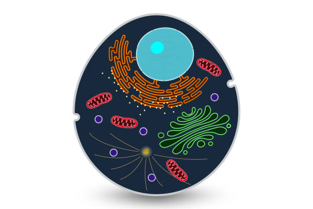 struktura komórek zwierzęcych. anatomia komórek zwierzęcych i ich składniki. - nucleolus stock illustrations