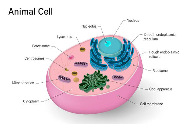 ilustrações de stock, clip art, desenhos animados e ícones de animal cell structure. anatomy of animal cell. cell biology. - nucleolus